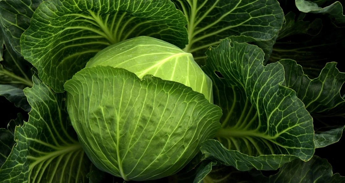 1. 1. STYLEUP_GUIDE_HEALTH_AND_BEAUTY_TIPS_ALL_ABOUT_MAGNESIUM_Green_Leafy_Vegetables_Like_Cabbage_Are_Rich_In_Magnesium.jpg